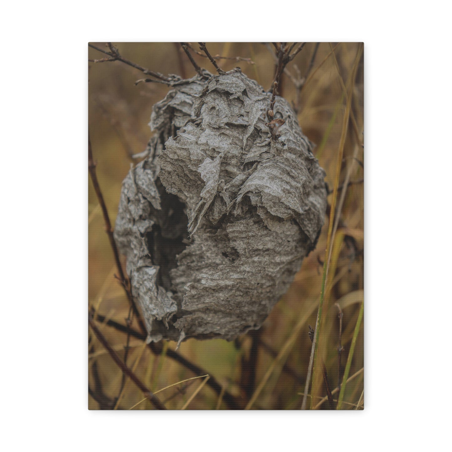 Abandoned Wasp Nest — Remnants by WyoRaw