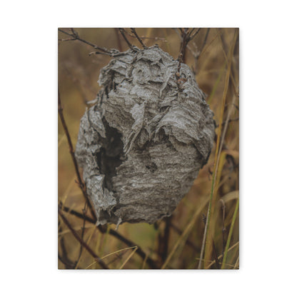 Abandoned Wasp Nest — Remnants by WyoRaw