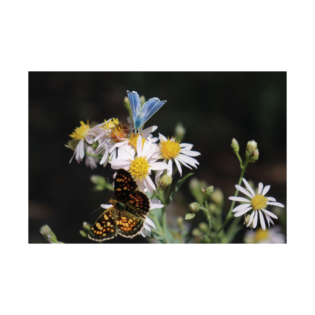 Butterflies on Wildflowers — Quiet Resilience by WyoRaw