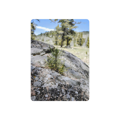 "Young Pine from out of the Boulder" - Metal Wall Art