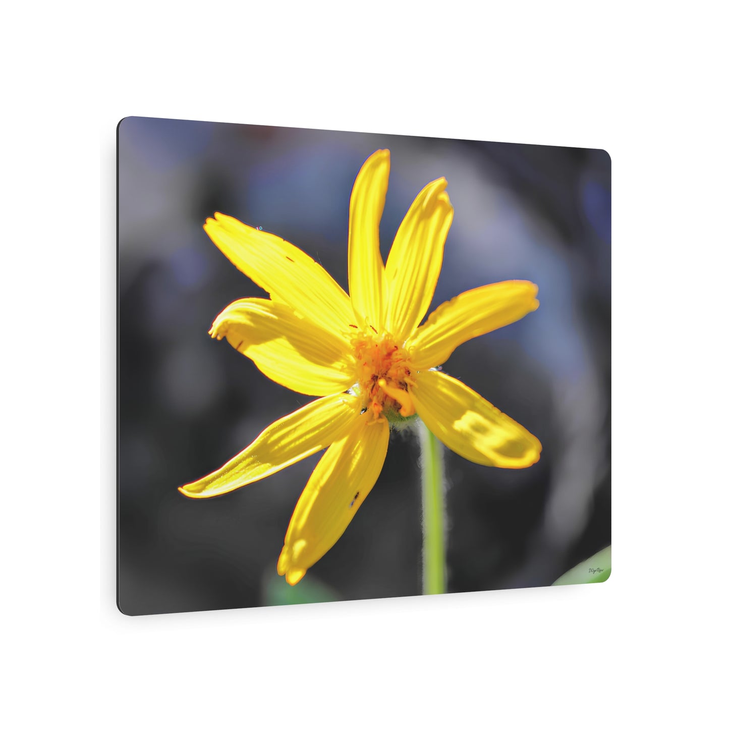 "Yellow Wildflower" - Metal Wall Art