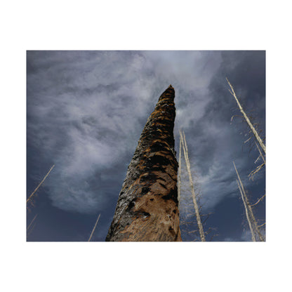 Scorched Tree — Remnants by WyoRaw