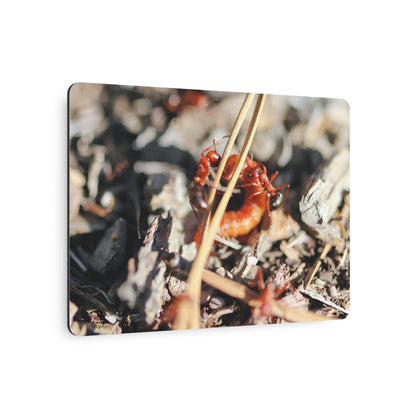 "Ants vs. Worm" - Metal Wall Art