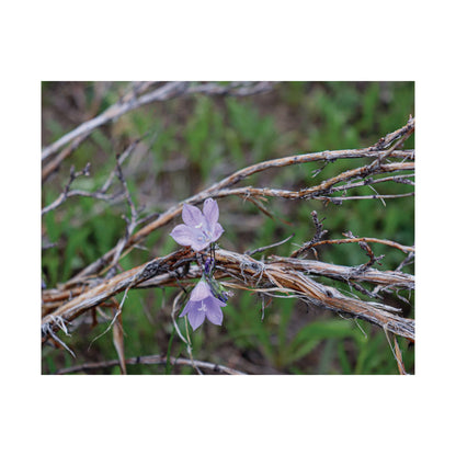 Quiet resilience: "Wildflowers in the Willows" — Museum-Grade Archival Print