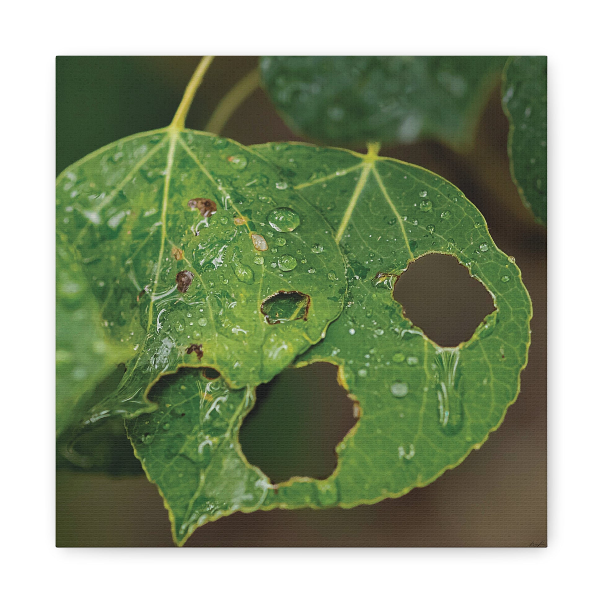 Crying Leaf — Quiet Resilience by WyoRaw