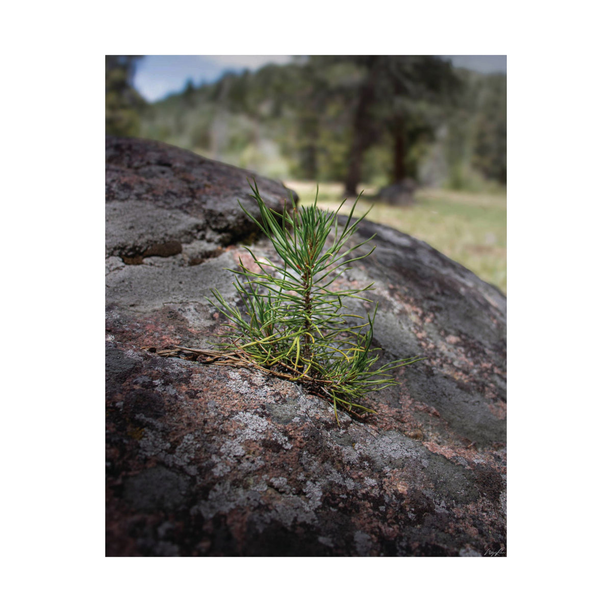 Young Pine from out of the Boulder — Quiet Resilience by WyoRaw