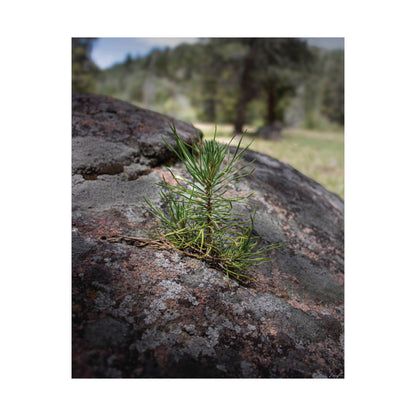 Young Pine from out of the Boulder — Quiet Resilience by WyoRaw