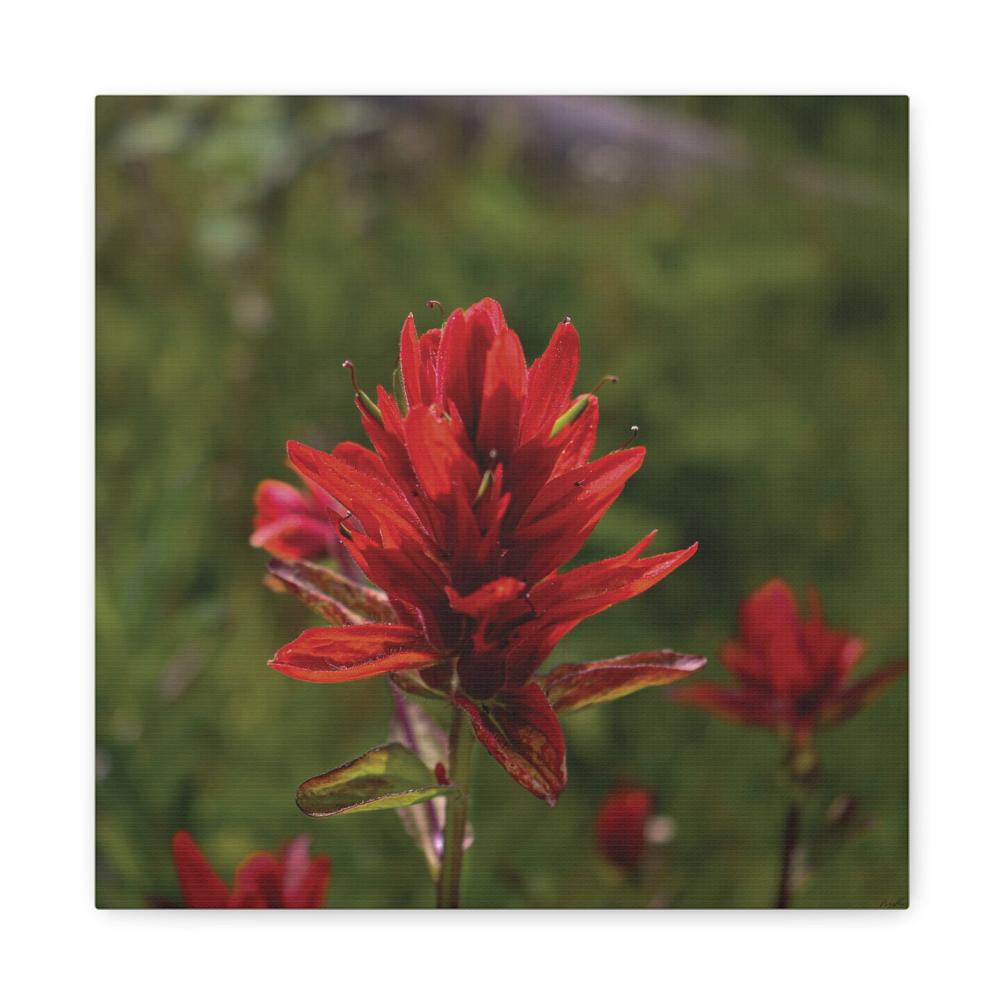 Wyoming Indian Paintbrush — Quiet Resilience by WyoRaw