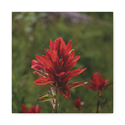Wyoming Indian Paintbrush — Quiet Resilience by WyoRaw