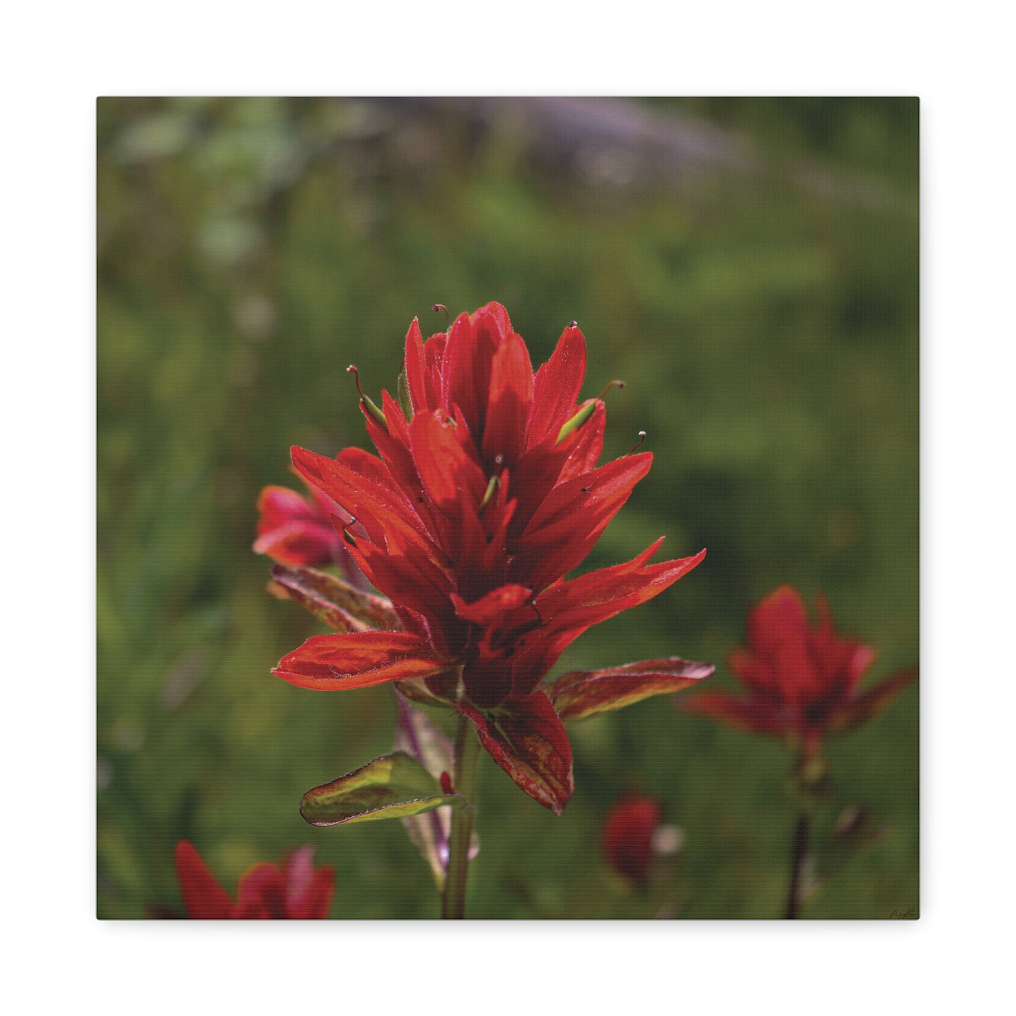 Wyoming Indian Paintbrush — Quiet Resilience by WyoRaw