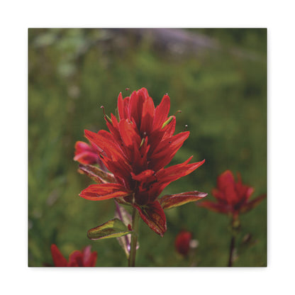 Wyoming Indian Paintbrush — Quiet Resilience by WyoRaw