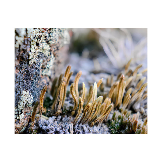 Macro photo of moss and lichen growing on bark in natural Wyoming habitat