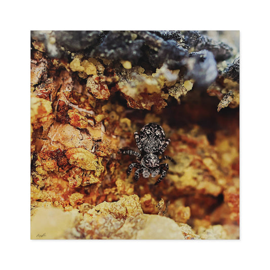"Spider in the Sap" - Square Sticker (Indoor/Outdoor)
