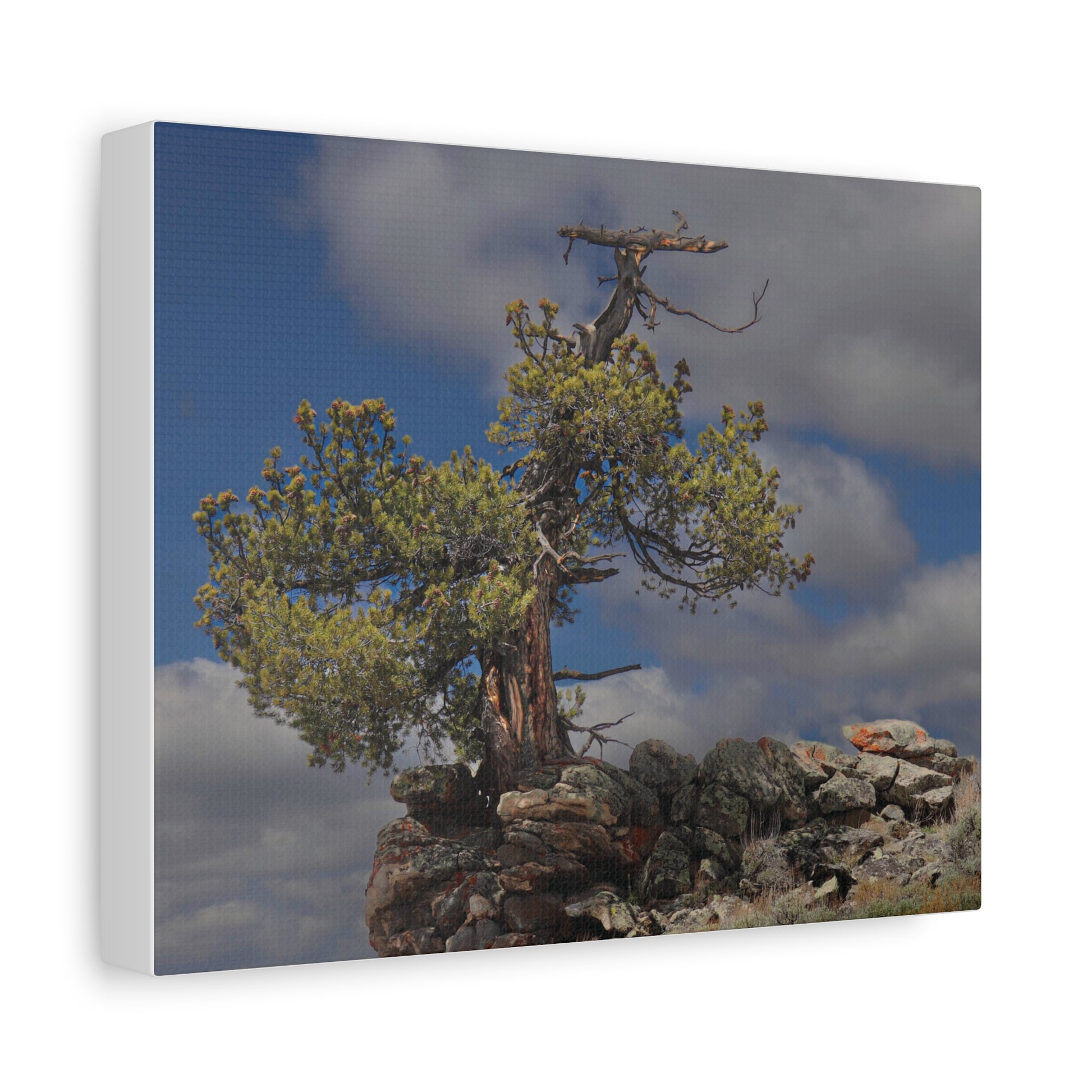 High Country Sentinel — Weathered Time by WyoRaw