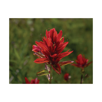 Wyoming Indian Paintbrush — Quiet Resilience by WyoRaw