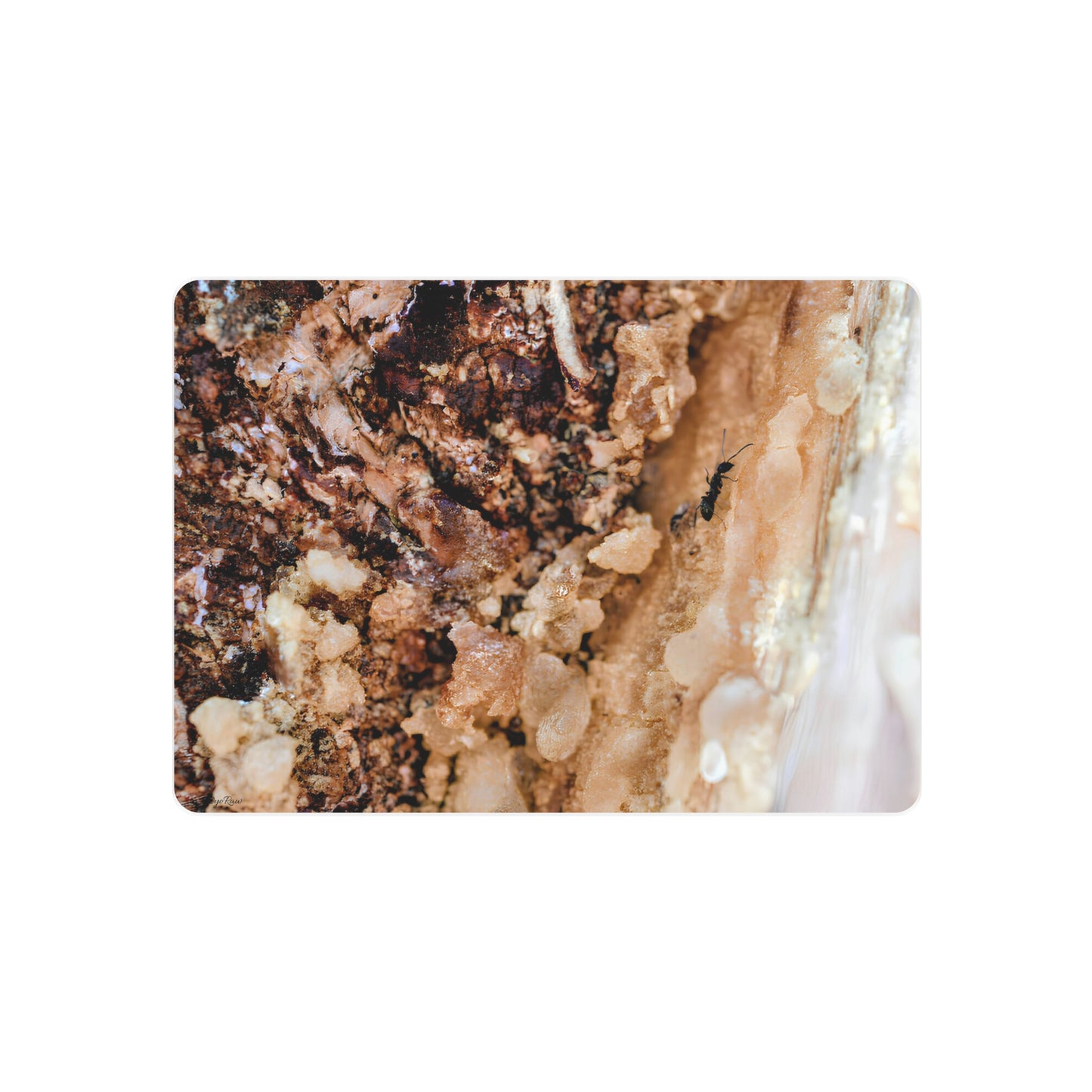 "Ant in the Sap" - Metal Wall Art