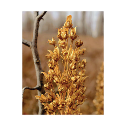 Golden Dried Flower — Remnants by WyoRaw