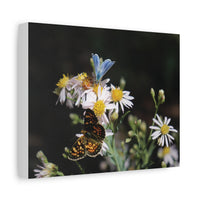 Butterflies on Wildflowers — Quiet Resilience by WyoRaw