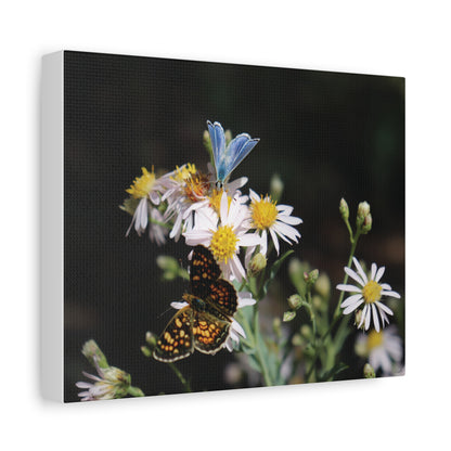 Butterflies on Wildflowers — Quiet Resilience by WyoRaw