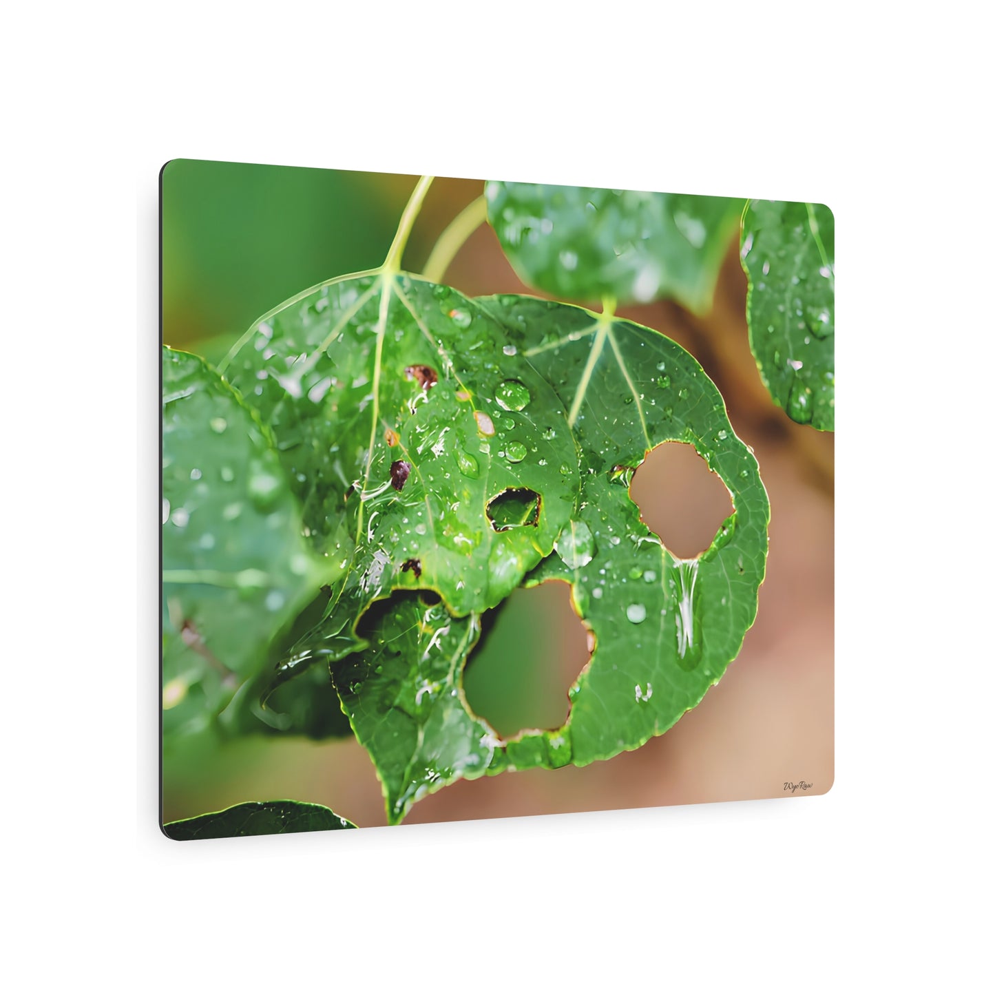 "Crying Leaf" - Metal Wall Art