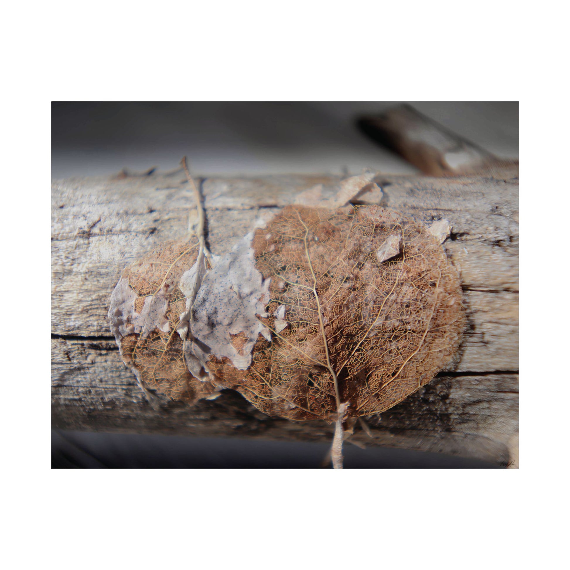 Skeletal Aspen Leaves — Remnants by WyoRaw