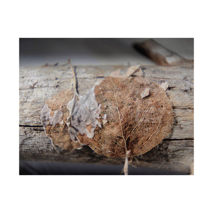 Skeletal Aspen Leaves — Remnants by WyoRaw