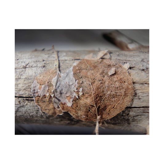 Skeletal Aspen Leaves — Remnants by WyoRaw