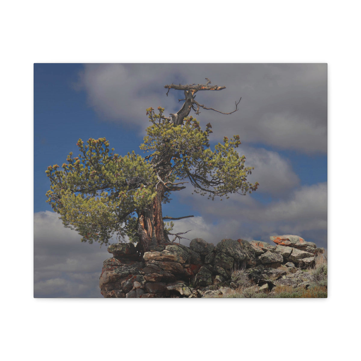 High Country Sentinel — Weathered Time by WyoRaw