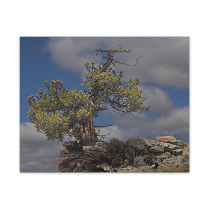 High Country Sentinel — Weathered Time by WyoRaw