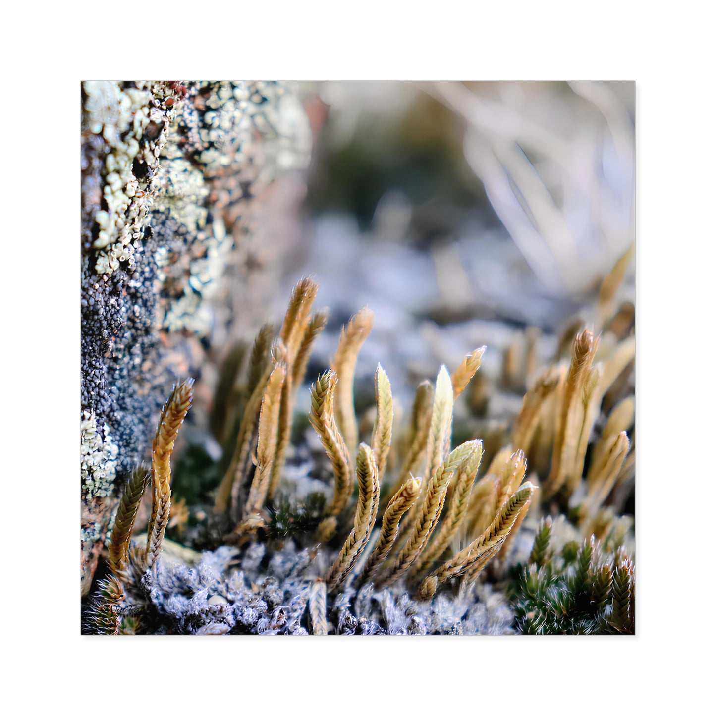 "Spikemoss & Lichen" - Square Sticker (Indoor/Outdoor)