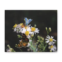 Butterflies on Wildflowers — Quiet Resilience by WyoRaw