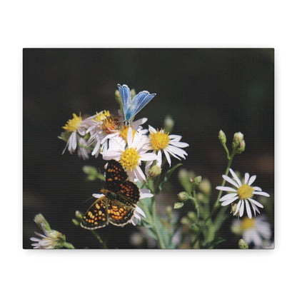 Butterflies on Wildflowers — Quiet Resilience by WyoRaw