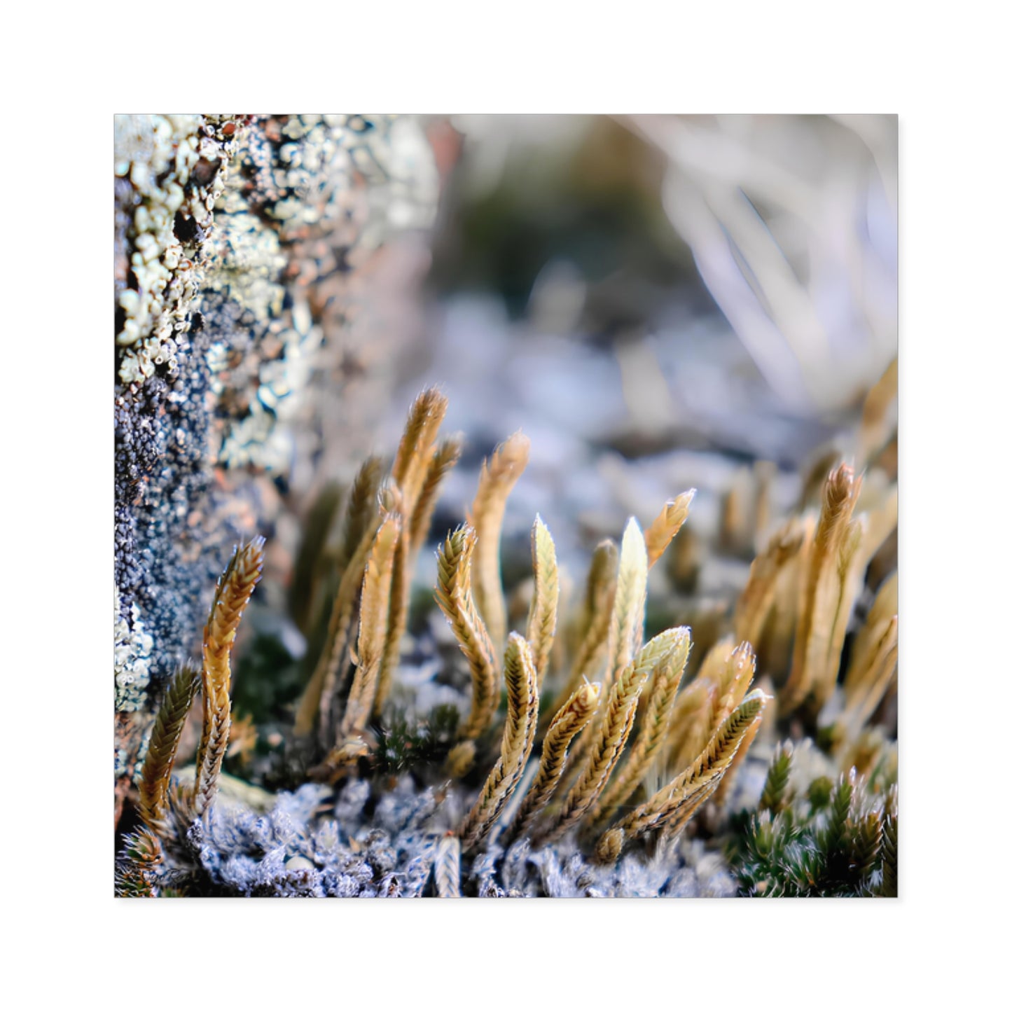 "Spikemoss & Lichen" - Square Sticker (Indoor/Outdoor)