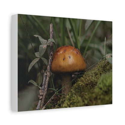 Mushroom in the Forest — Quiet Resilience by WyoRaw