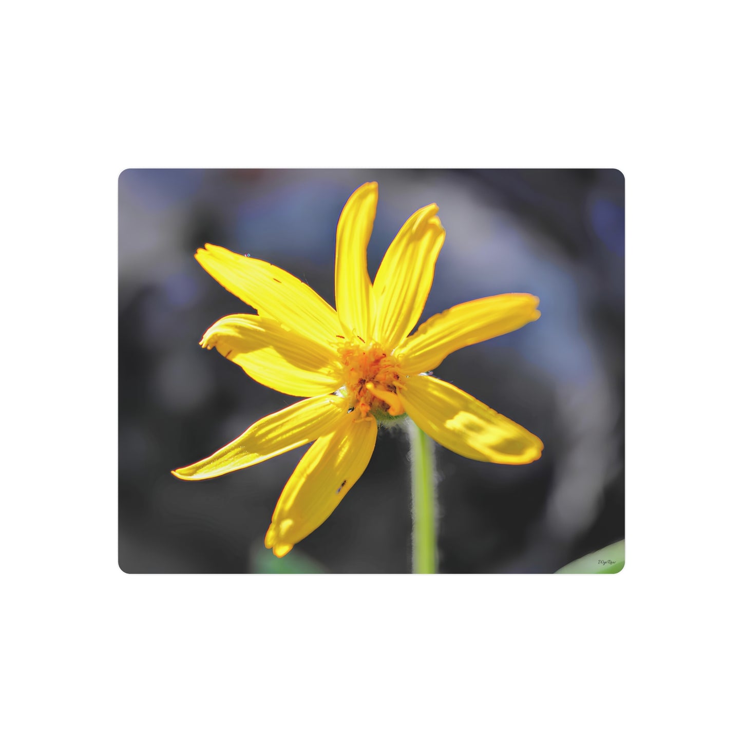 "Yellow Wildflower" - Metal Wall Art