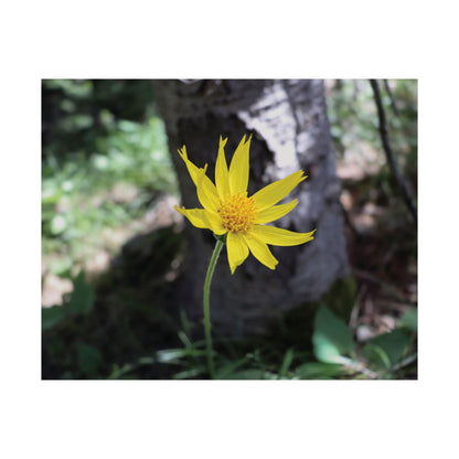 Holding Light — Quiet Resilience by WyoRaw