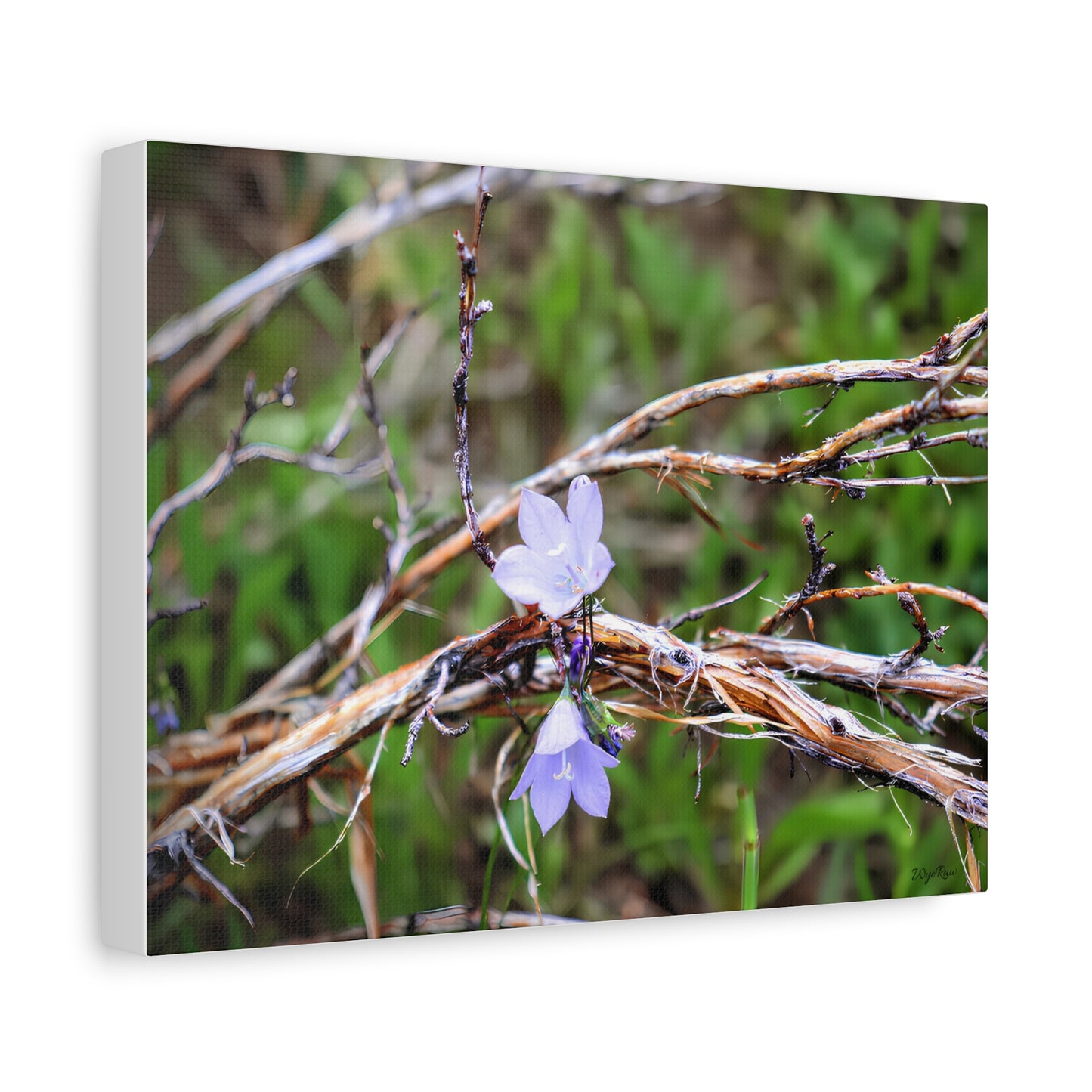 "Wildflowers in the Willows" Canvas Print
