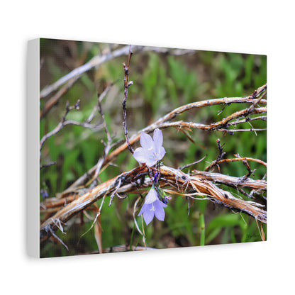 "Wildflowers in the Willows" Canvas Print