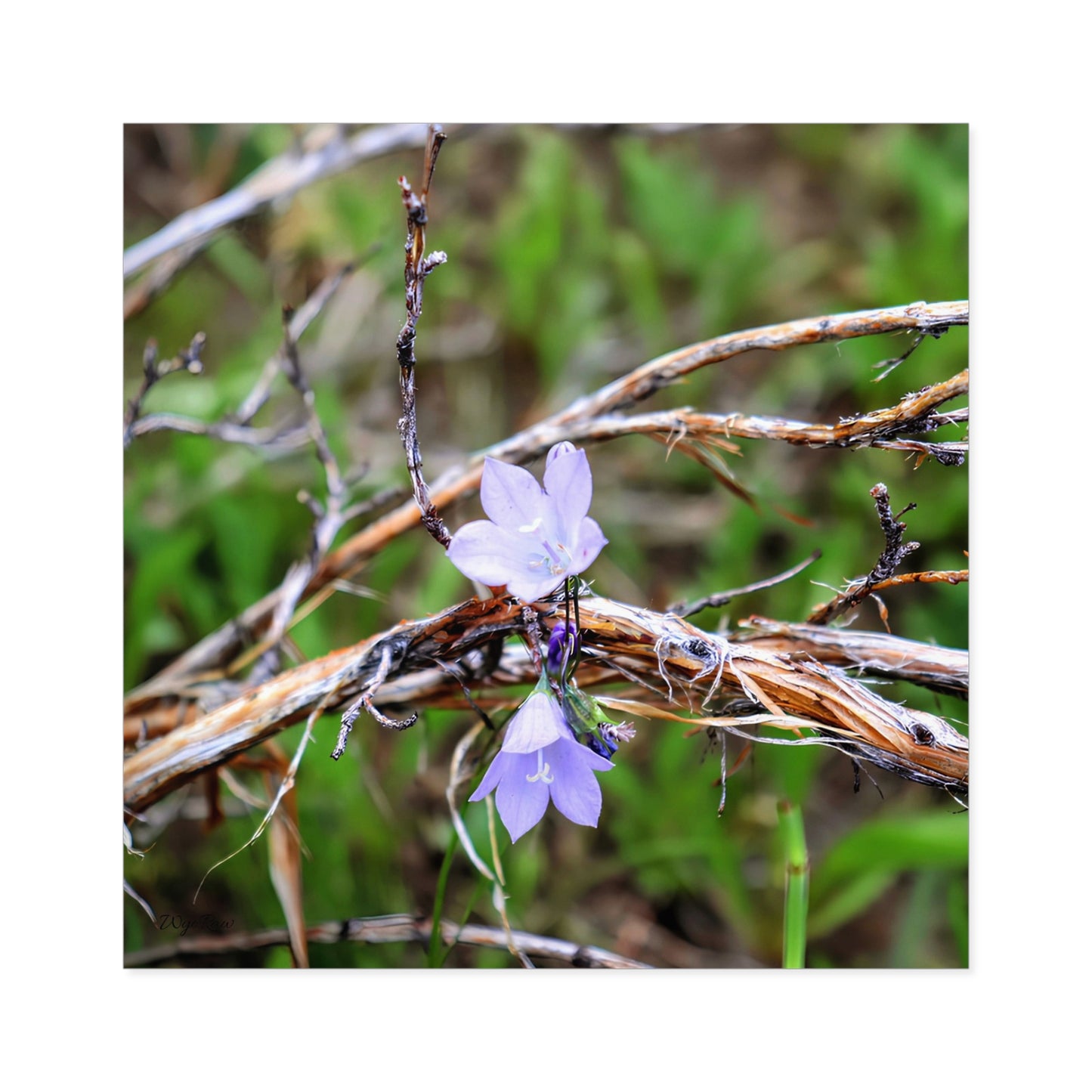 "Wildflowers in the Willows" - Square Sticker (Indoor/Outdoor)