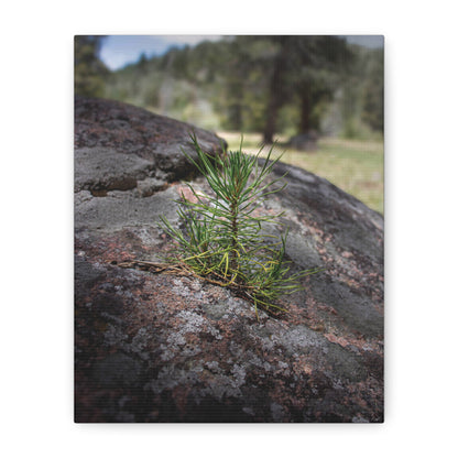 Young Pine from out of the Boulder — Quiet Resilience by WyoRaw