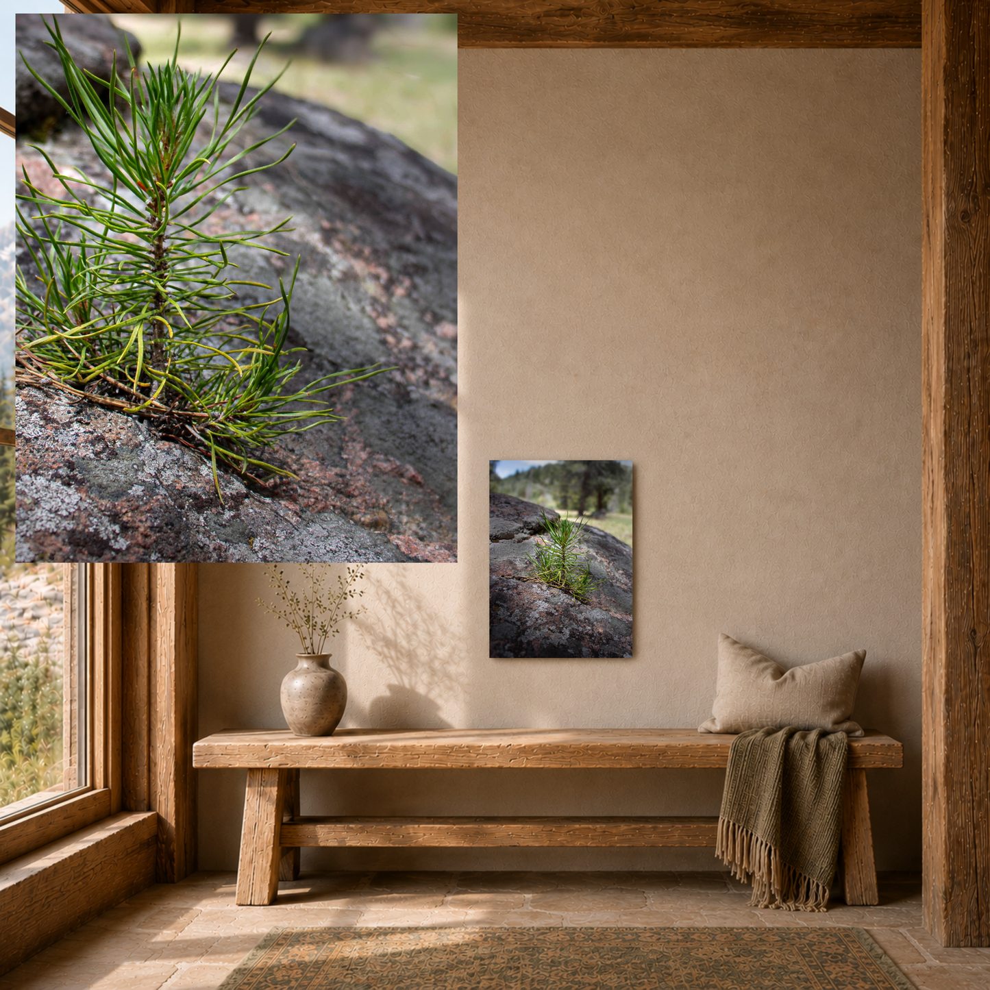 Quiet Resilience: "Young Pine from out of the Boulder" - Metal Wall Art