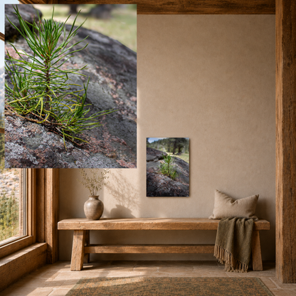 Quiet Resilience: "Young Pine from out of the Boulder" - Metal Wall Art