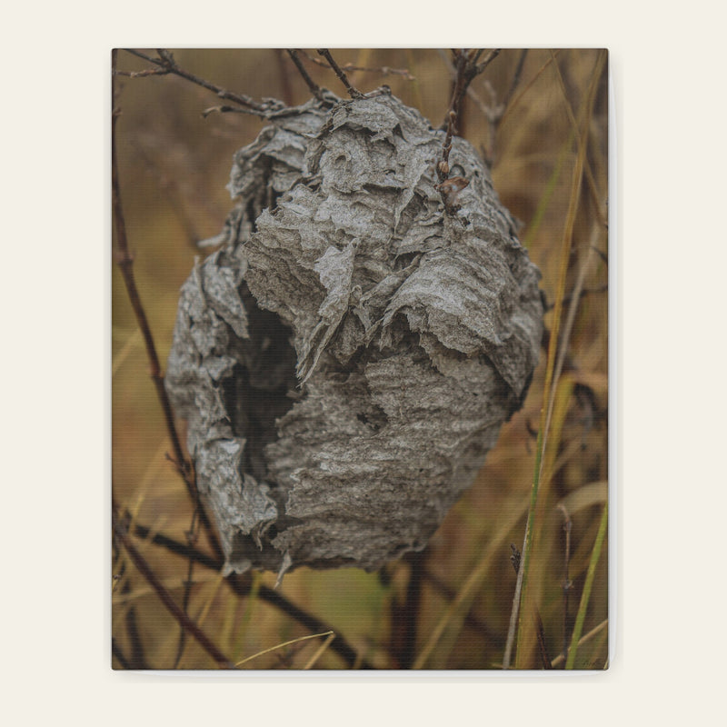 Abandoned Wasp Nest — canvas print of a layered grey shell in dry brush, torn open on one side, empty