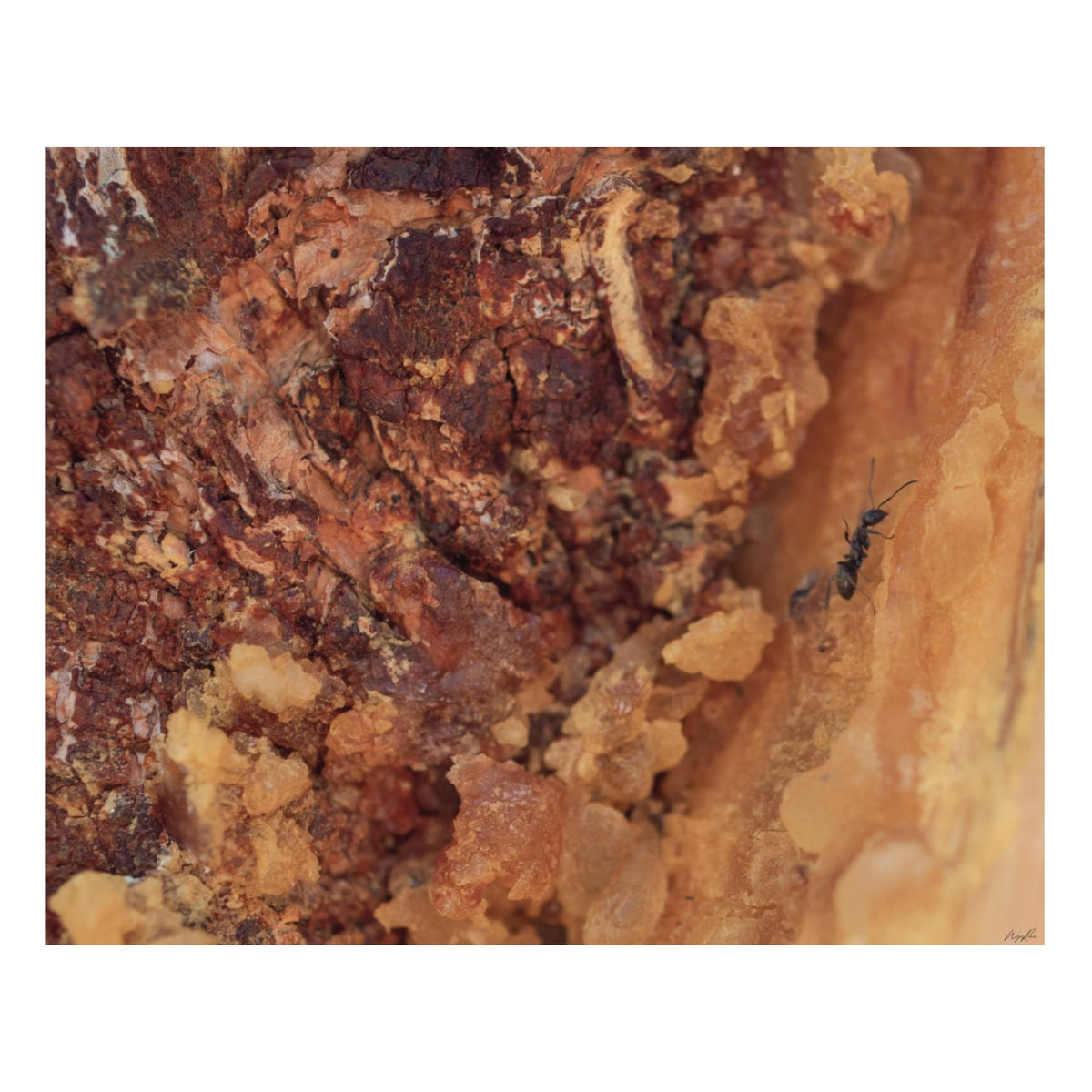 Ant in the Sap canvas print of a single ant crossing hardened resin on a pine trunk