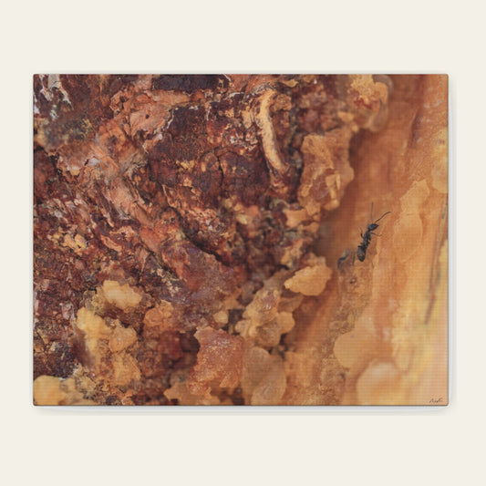 Ant in the Sap canvas print of a single ant crossing hardened resin on a pine trunk
