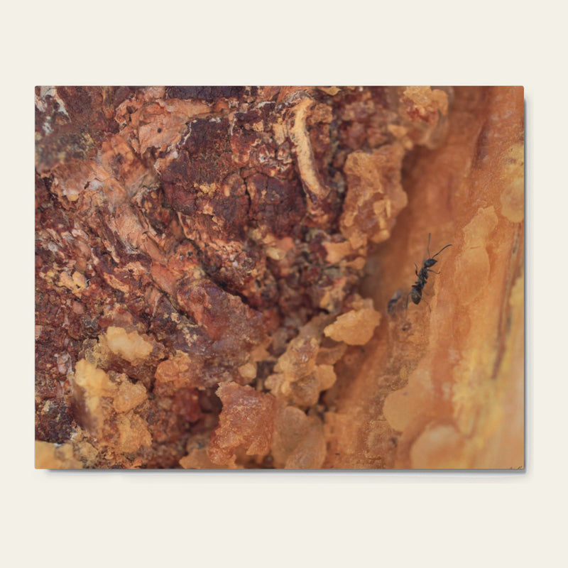 Ant in the Sap — metal wall art of a single ant crossing hardened resin on a pine trunk
