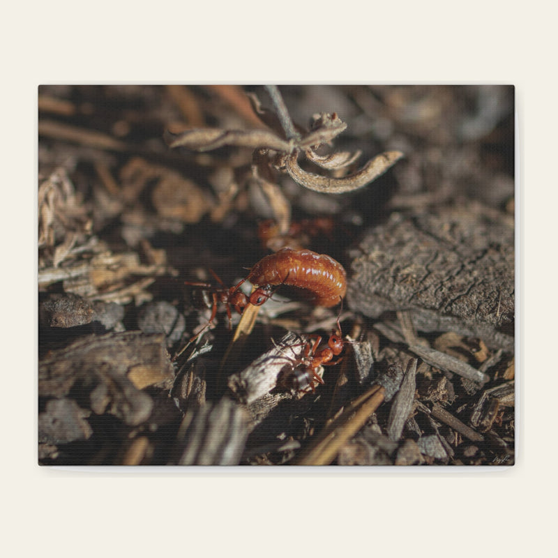 Ants vs Worm — canvas print of two ants hauling a caterpillar across wood chips and dry litter, on ground that offers almost nothing