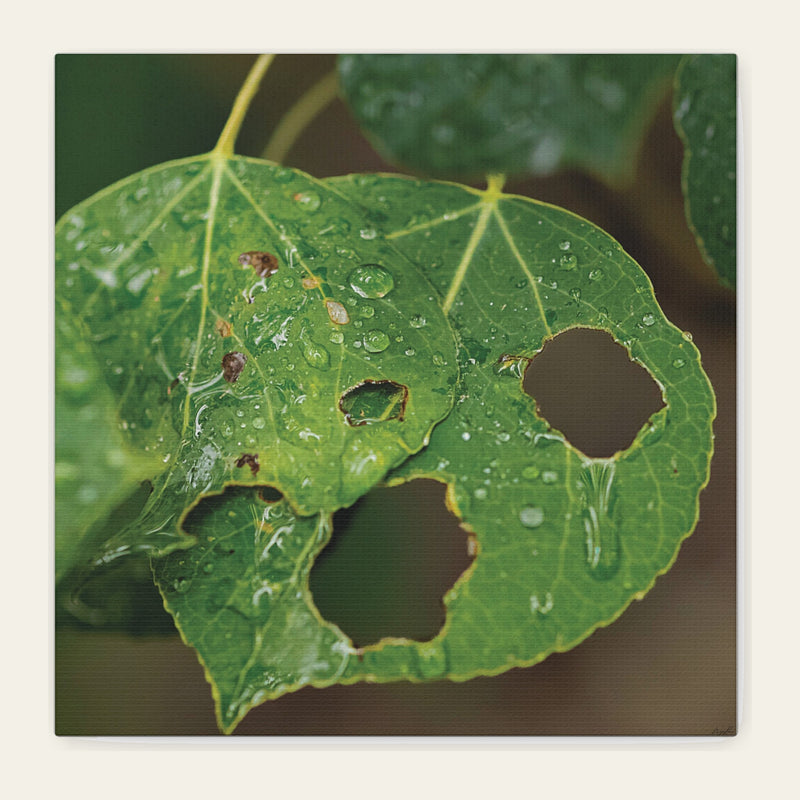 Crying Leaf — canvas print of water gathered in the holes of an aspen leaf, running along the veins