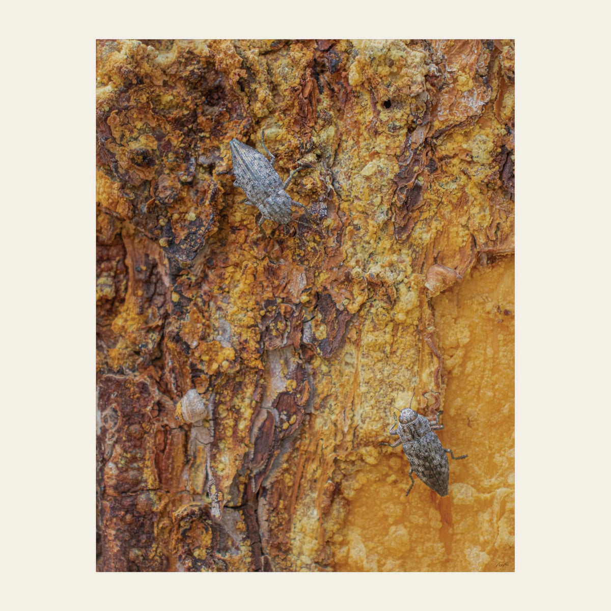 Dual Beetles museum-grade archival print of two beetles on pine bark half-drowned in old resin