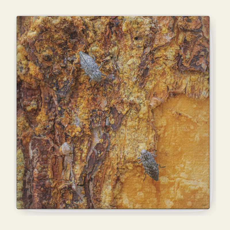 Dual Beetles — canvas print of two beetles on pine bark half-drowned in old resin
